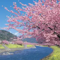 河津桜と菜の花