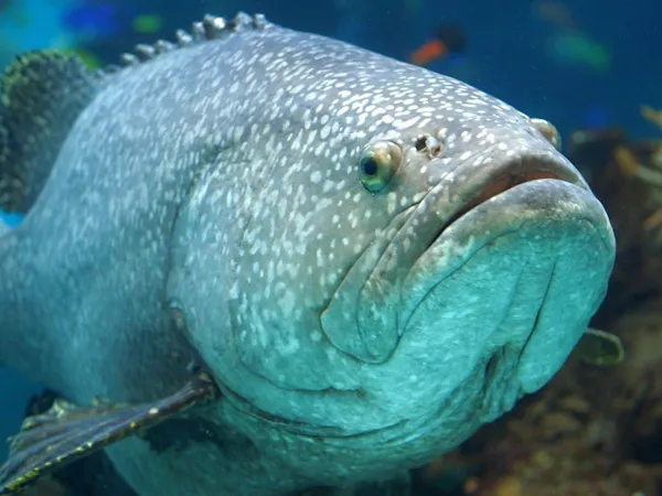 【萩沖産】幻の高級魚【天然クエ】を堪能~老舗旅館で味わう美食の贅沢満喫旅~