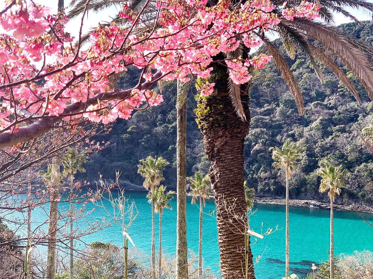 河津桜と鍋田浜