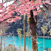 河津桜と鍋田浜