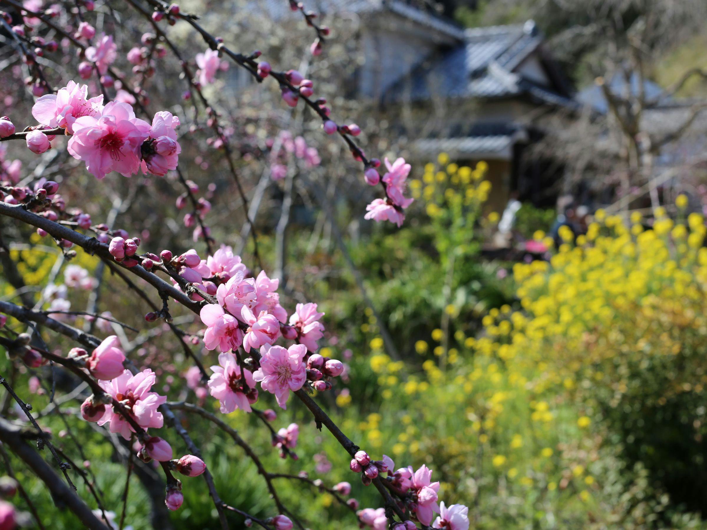 蓮台寺、鈴木邸の花桃