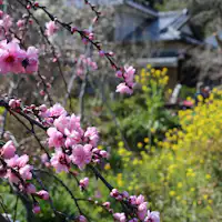 蓮台寺、鈴木邸の花桃