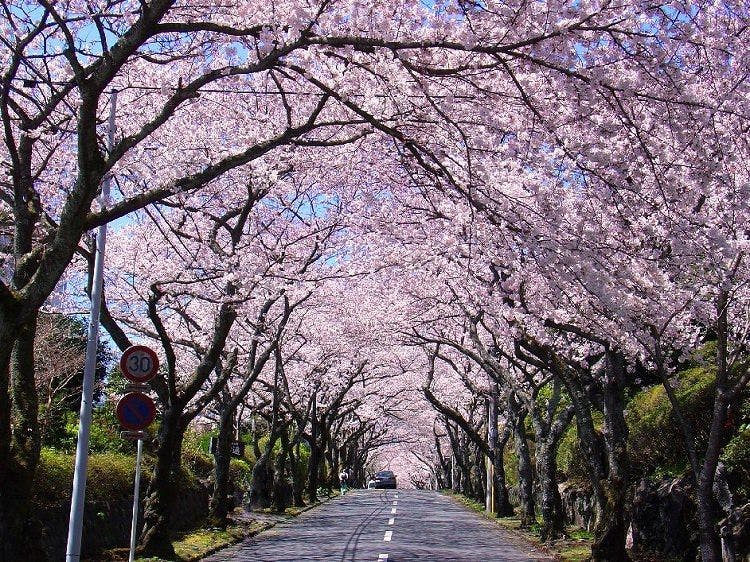 全室露天付客室の隠れ宿　花の雲