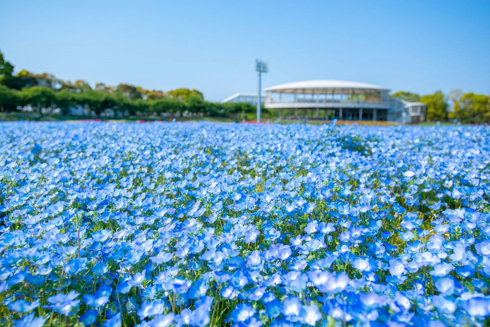 ホテル花水木