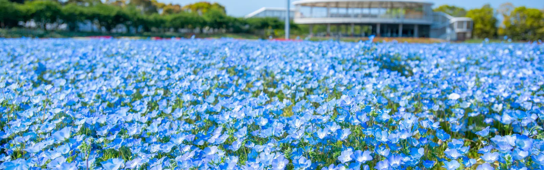 ホテル花水木