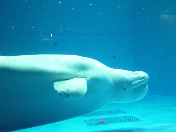 【水族博物館うみがたり／朝食付き】入館チケット付！海の仲間に会いに行こう！