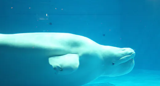 【水族博物館うみがたり/朝食付き】入館チケット付!海の仲間に会いに行こう!