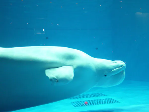 【水族博物館うみがたり/素泊まり】入館チケット付!海の仲間に会いに行こう!