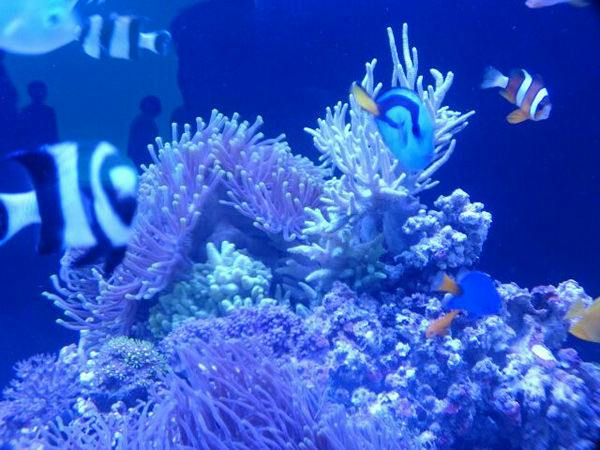 【水族博物館うみがたり／朝食付き】入館チケット付！海の仲間に会いに行こう！