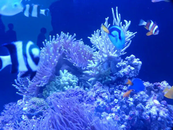 【水族博物館うみがたり/朝食付き】入館チケット付!海の仲間に会いに行こう!