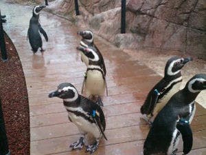 【水族博物館うみがたり／素泊まり】入館チケット付！海の仲間に会いに行こう！