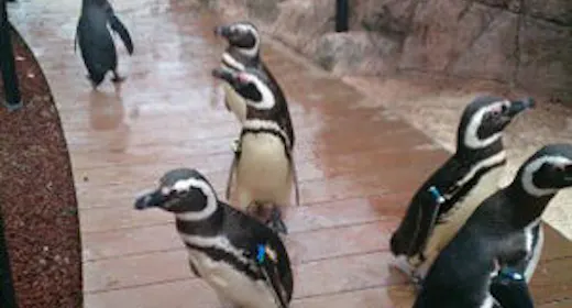 【水族博物館うみがたり/素泊まり】入館チケット付!海の仲間に会いに行こう!