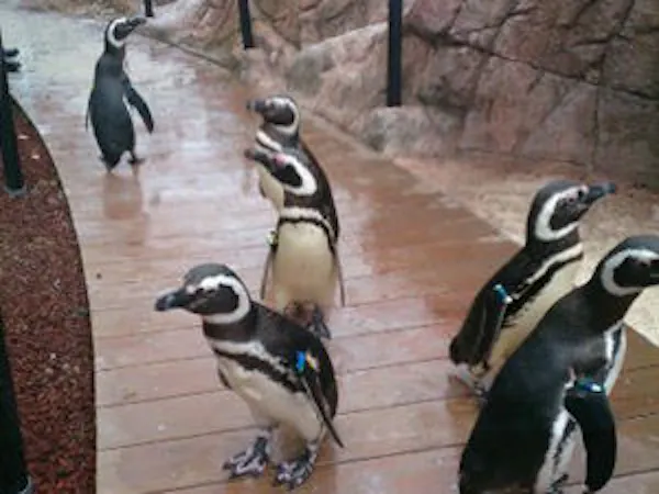 【水族博物館うみがたり/素泊まり】入館チケット付!海の仲間に会いに行こう!