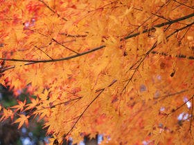 倉敷由加温泉ホテル山桃花