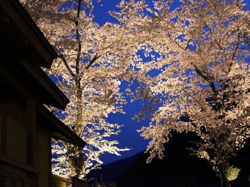 ซากุระ "ยาเอโนะ" ที่ถูกประดับไฟ