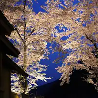 ซากุระ "ยาเอโนะ" ที่ถูกประดับไฟ