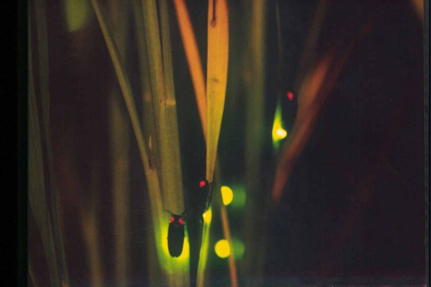 หิ่งห้อยแห่งมินาคามิ