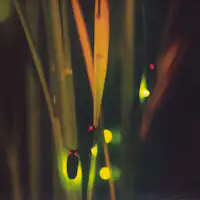 หิ่งห้อยแห่งมินาคามิ