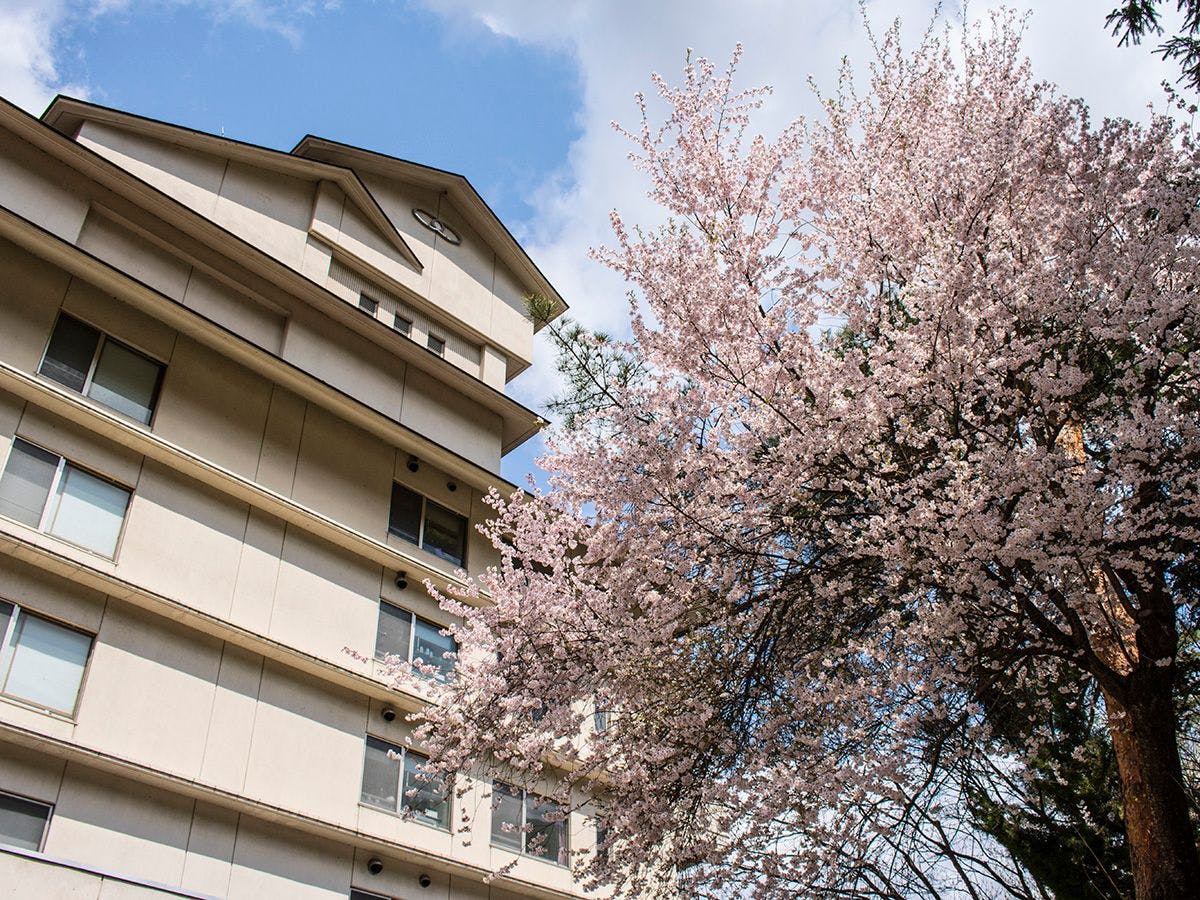 봄, 벚꽃과 외관