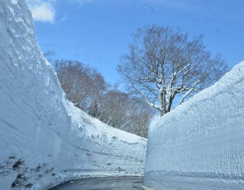 【八甲田 雪の回廊】