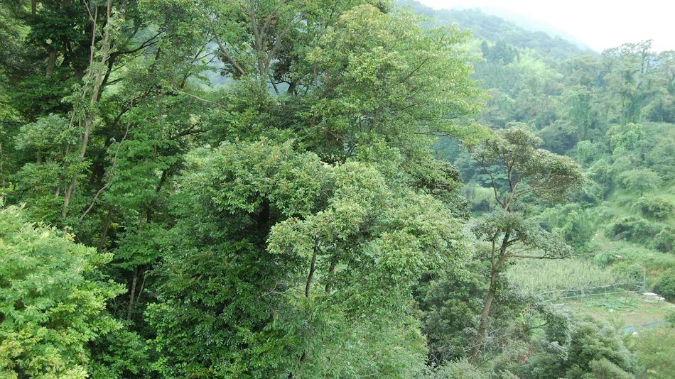 Kouragi