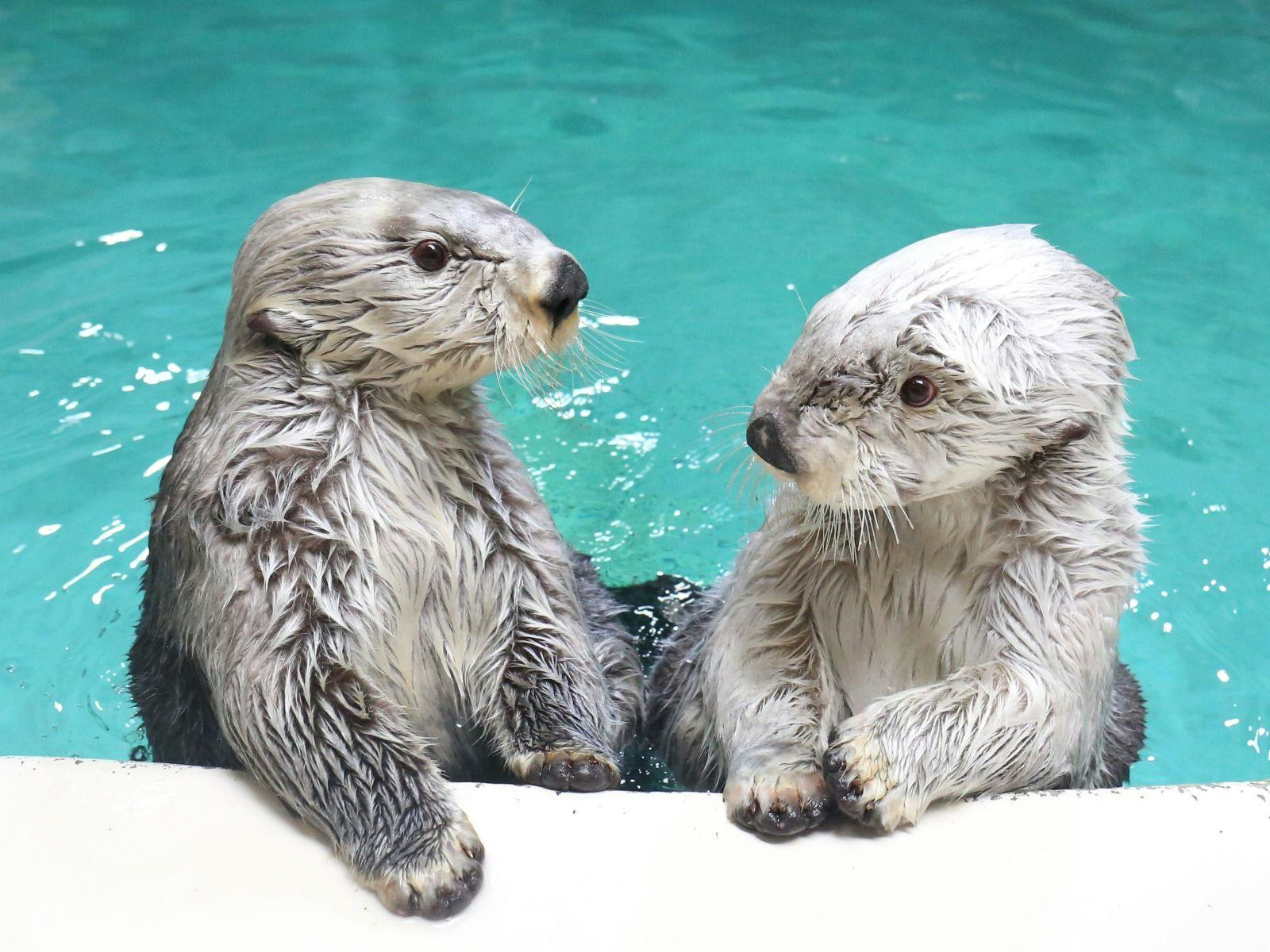 ＜冬のスペシャル企画3days＞鳥羽水族館ナイトアクアリウム限定チケット付き【季さら会席】露天風呂付