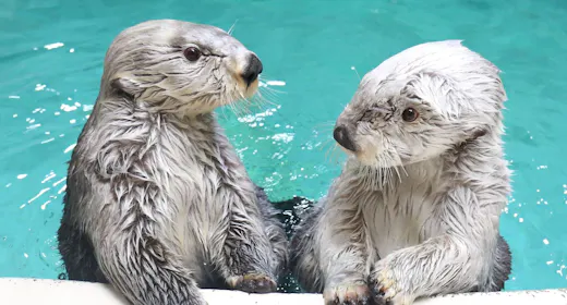 <冬のスペシャル企画3days>鳥羽水族館ナイトアクアリウム限定チケット付き【季さら会席】露天風呂付
