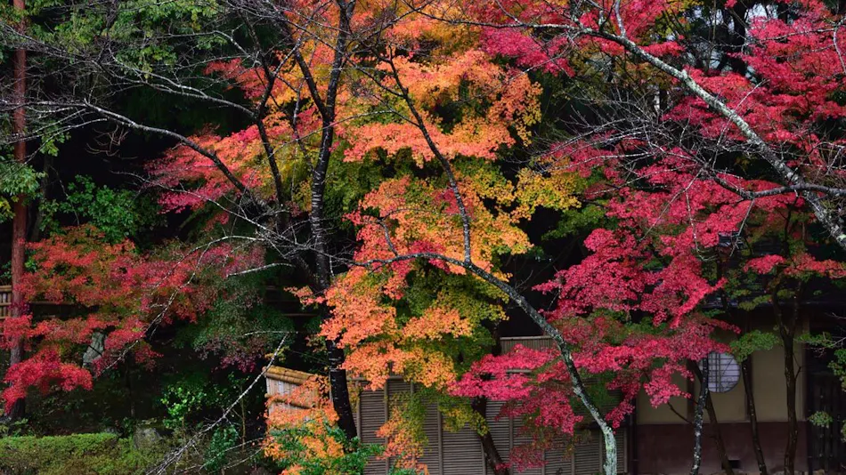Kyo Yunohana Resort Suisen