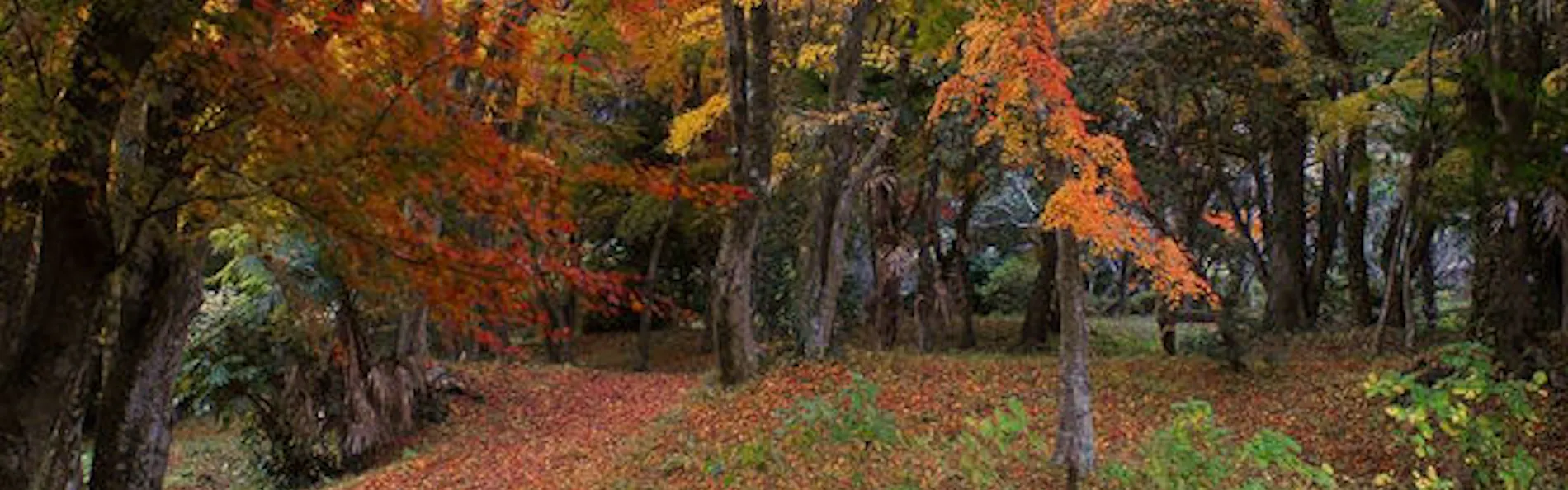 由布院 梅園 GARDEN RESORT