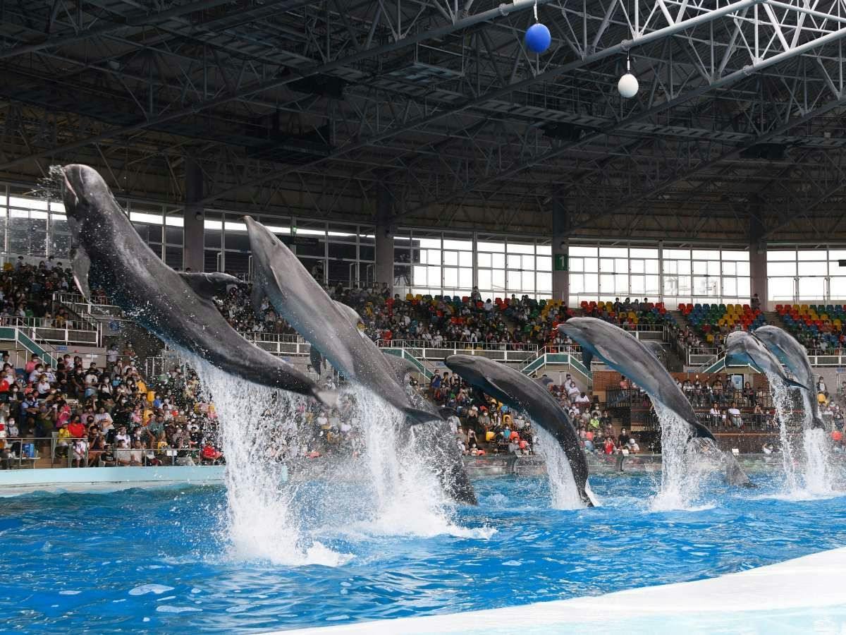 アドベンチャーワールド入園券付！遊んだ後はブッフェを満喫！一泊二食ブッフェ付プラン＜一泊二食＞