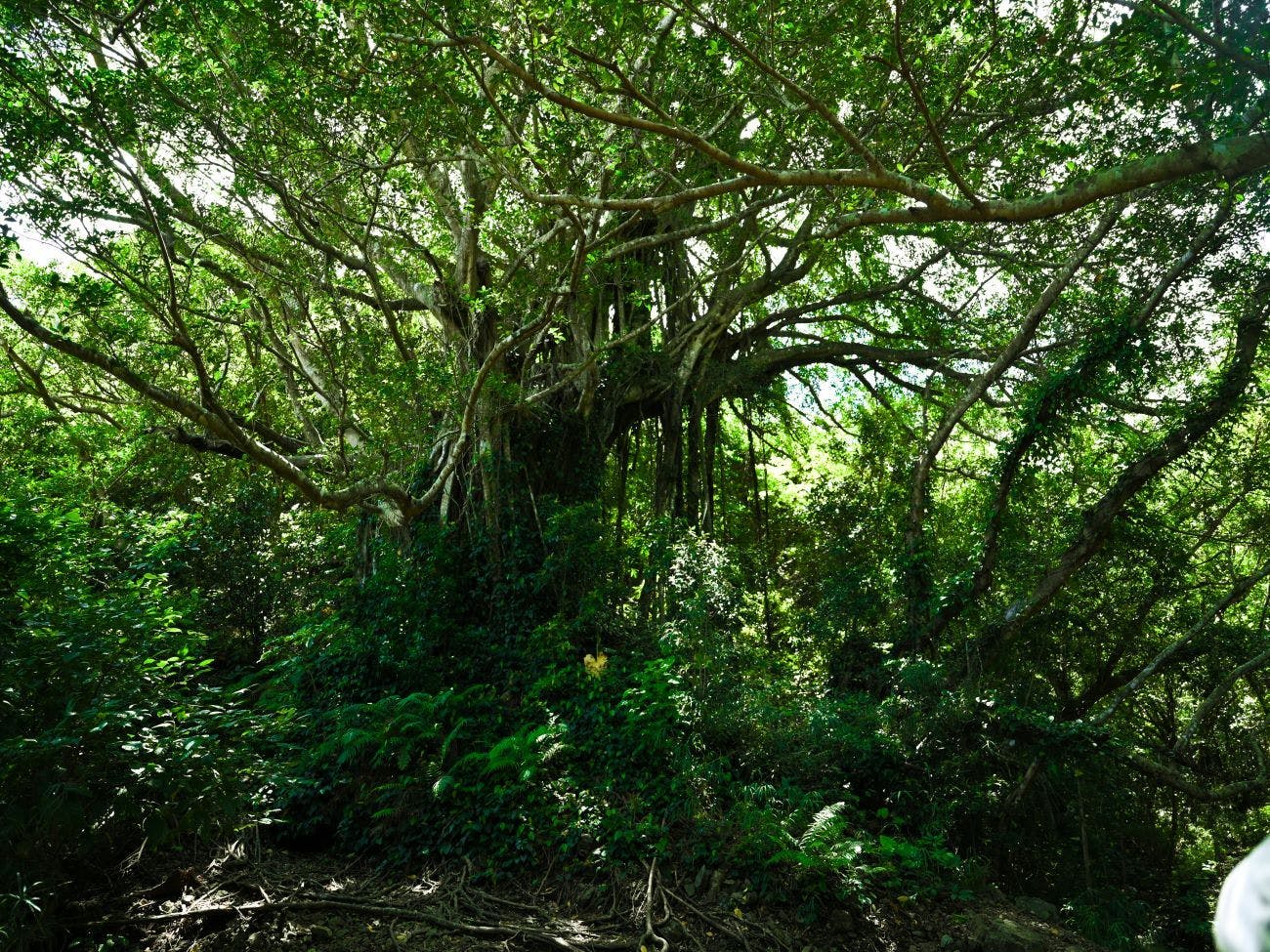 เกาะคาเคโระมะ