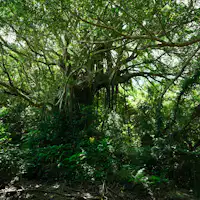 เกาะคาเคโระมะ