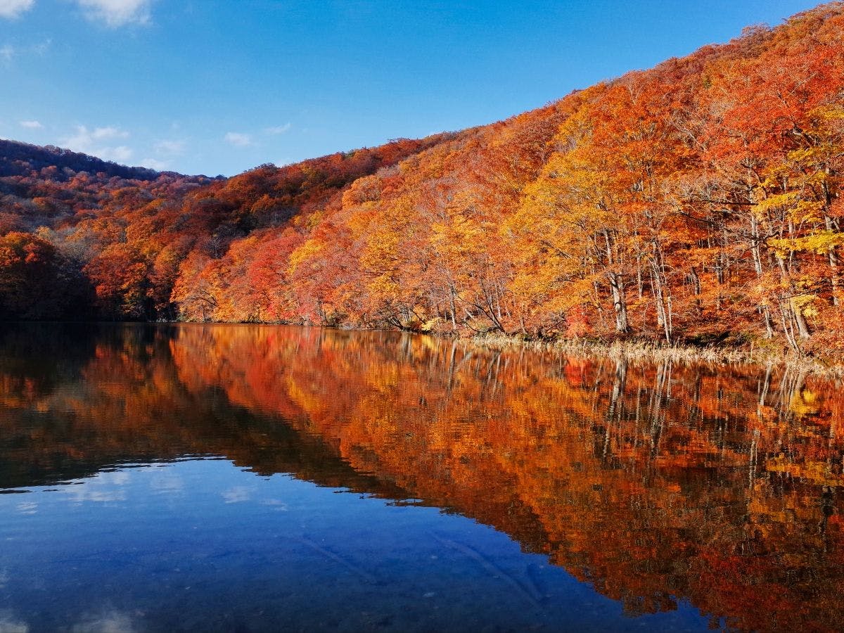 【ทัศนียภาพโดยรอบ】"ทะเลสาบสึตะ" กับต้นไม้ที่เปลี่ยนเป็นสีทองอร่าม.