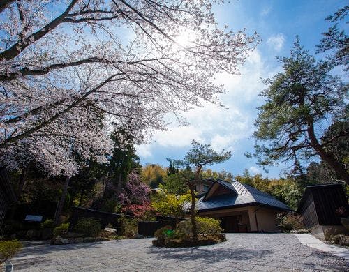 【外観】春のシンボルツリー「桜」(4月上旬～中旬)