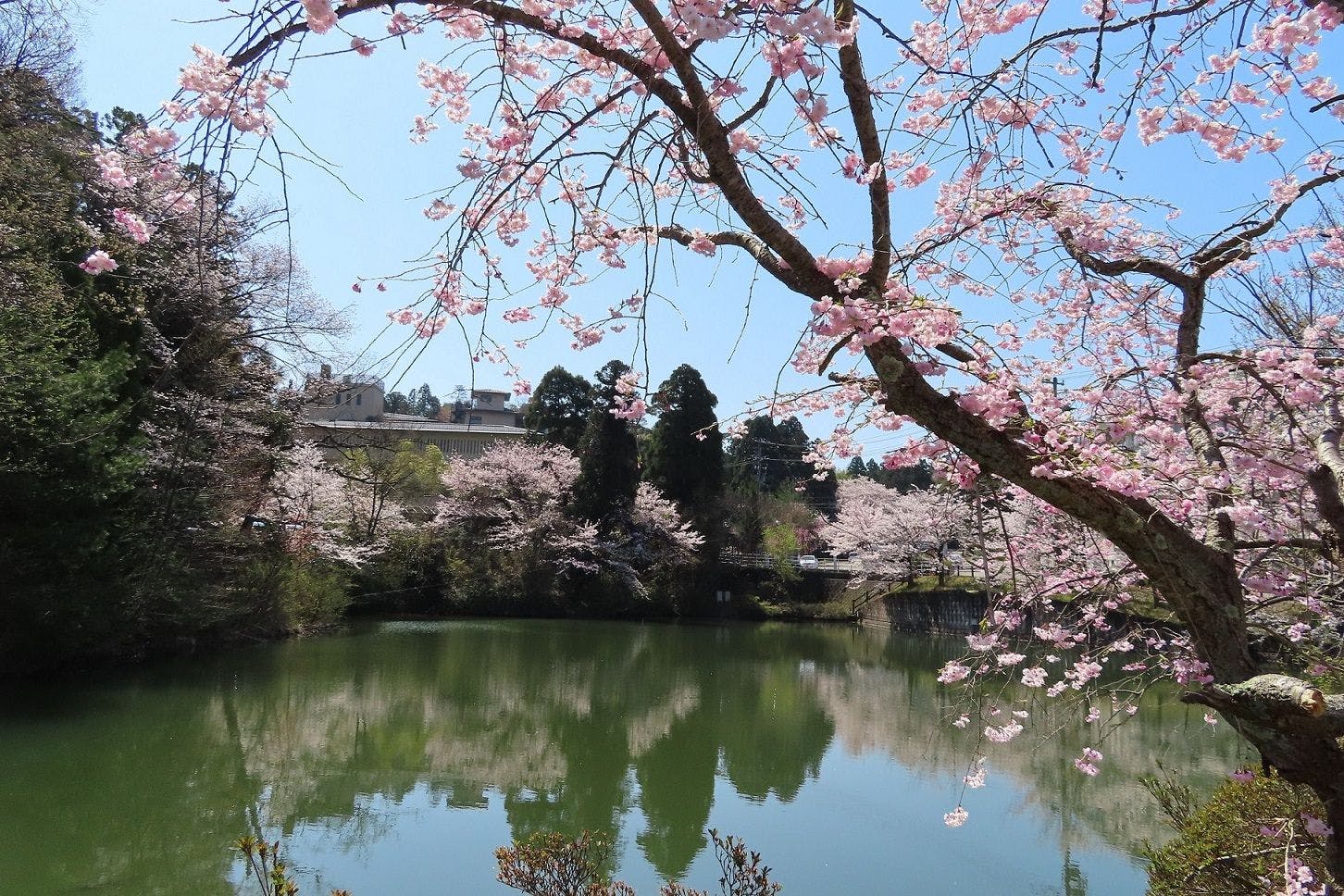 【주변 관광지】야마시로 온천 "마코모 연못"