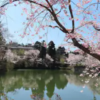 【주변 관광지】야마시로 온천 "마코모 연못"