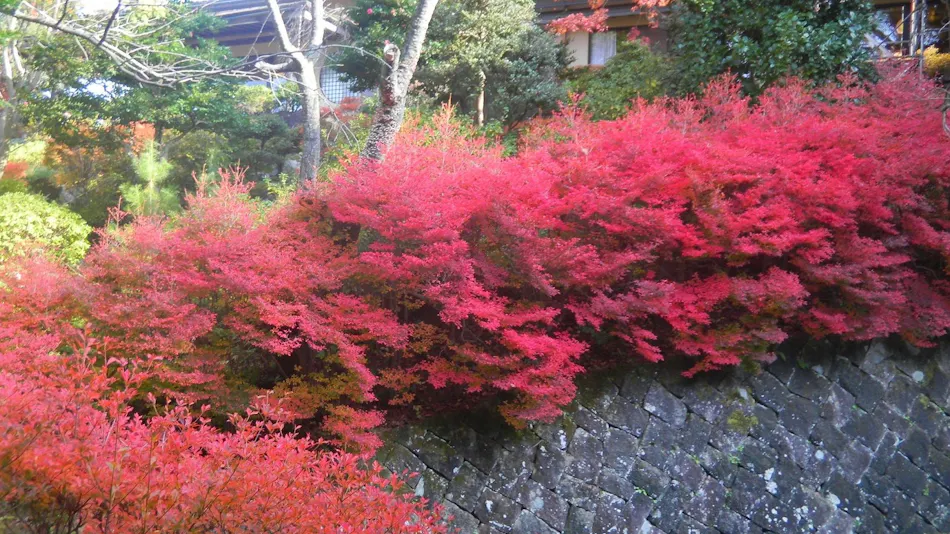 Mori no Sumika Resort & Spa