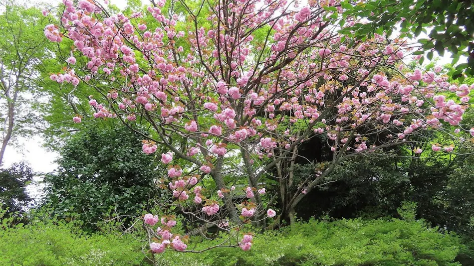 Mori no Sumika Resort & Spa