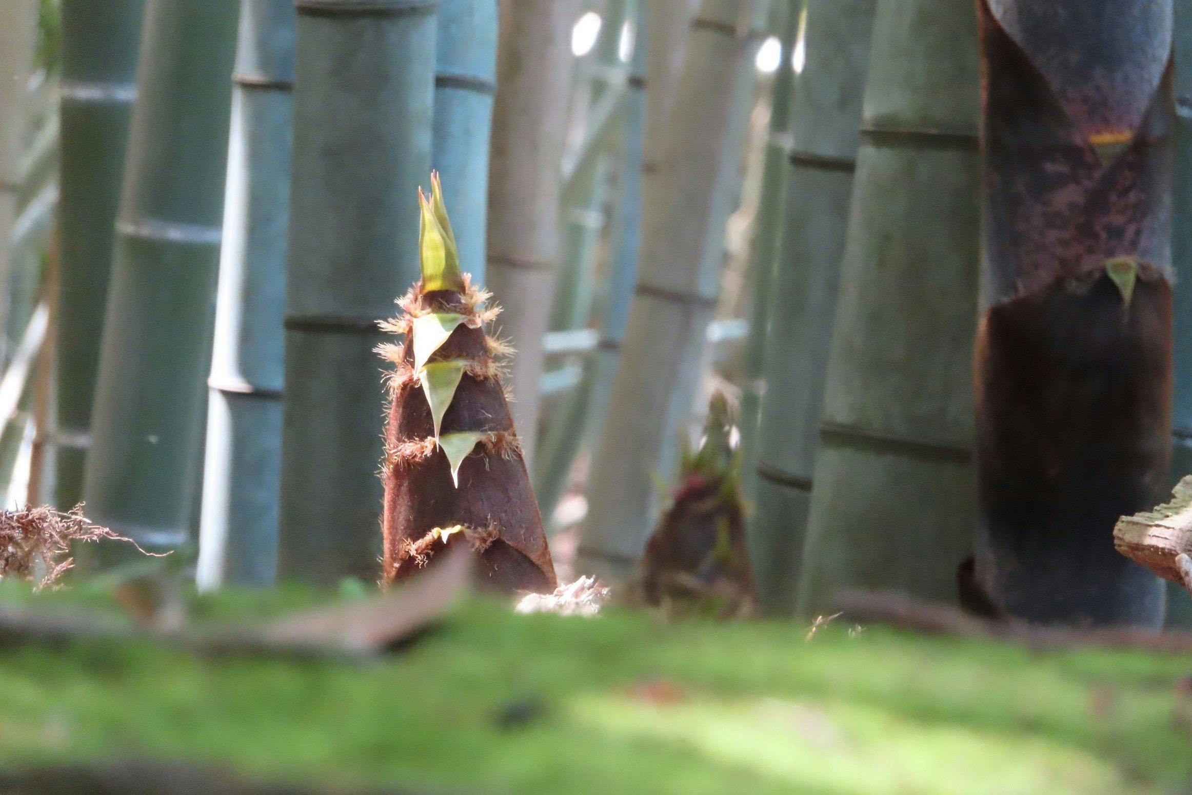 森の栖リゾート＆スパ