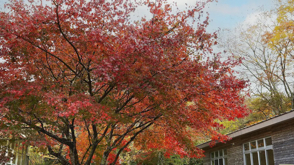Hakone Retreat Fore