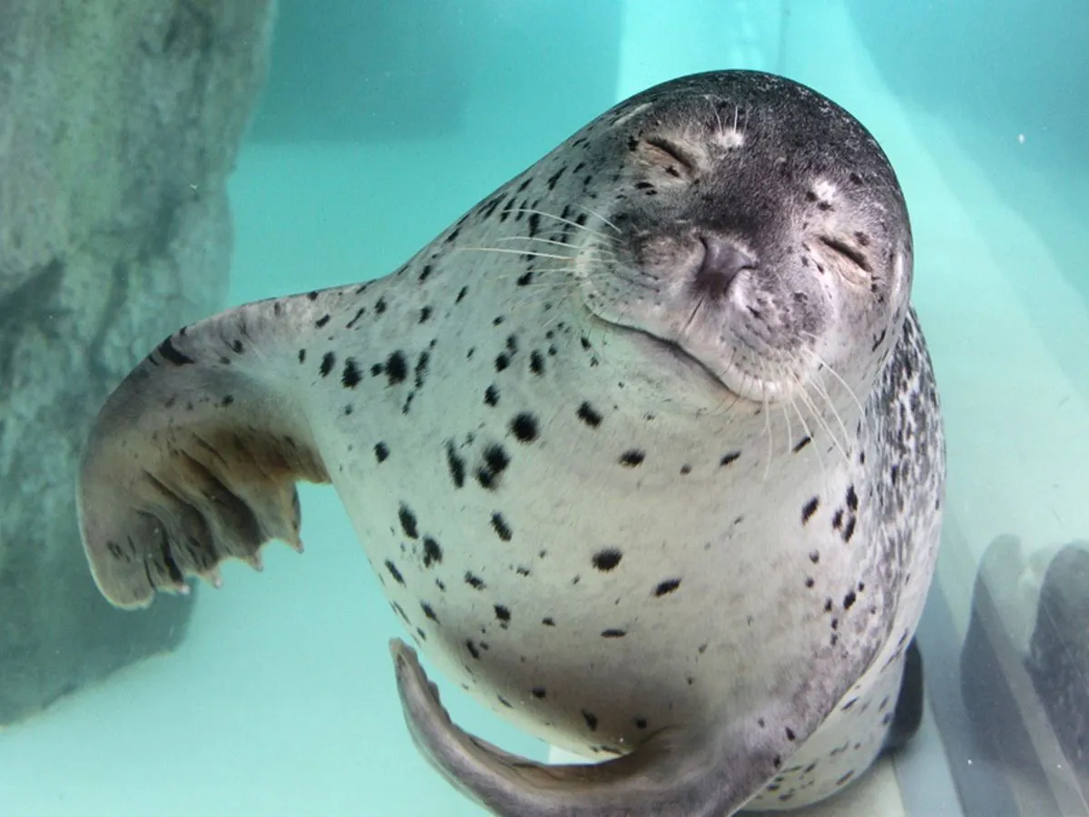【城崎海洋世界】海豹