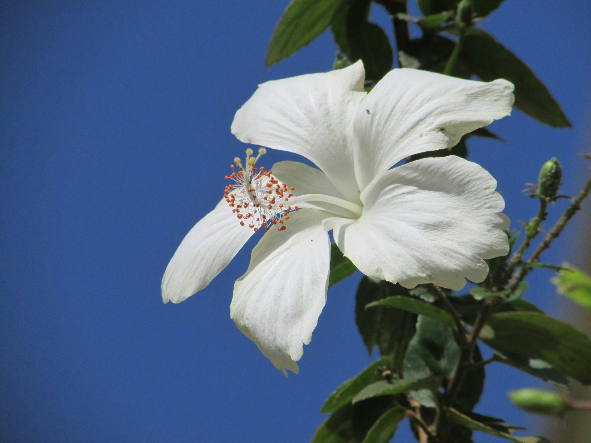 パナシアを彩る、南の島の花木。