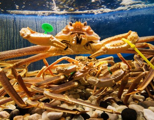 【蟹・生け簀】