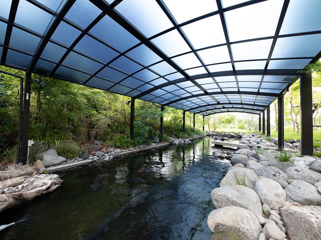 Ikan koi berenang dengan tenang