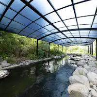Ikan koi berenang dengan tenang