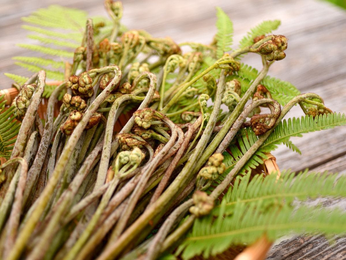 นี่คืออาหารที่ใช้วัตถุดิบอันอุดมสมบูรณ์จากโคจิ