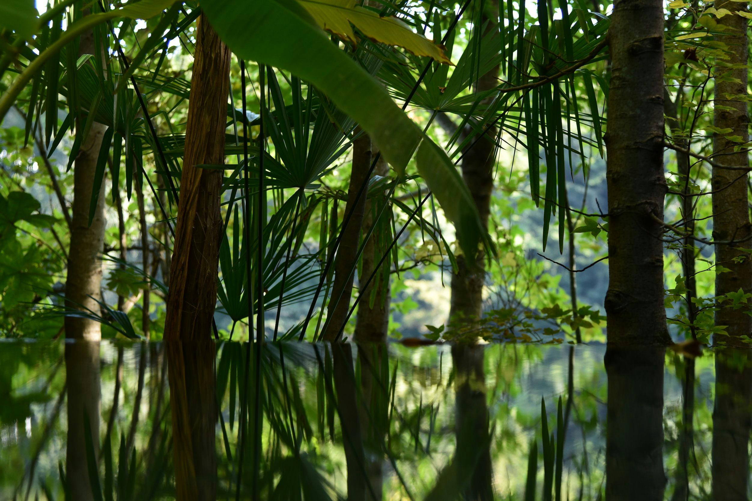 อ่างอาบน้ำส่วนตัวที่ล้อมรอบด้วยต้นไม้ธรรมชาติ