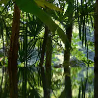 อ่างอาบน้ำส่วนตัวที่ล้อมรอบด้วยต้นไม้ธรรมชาติ