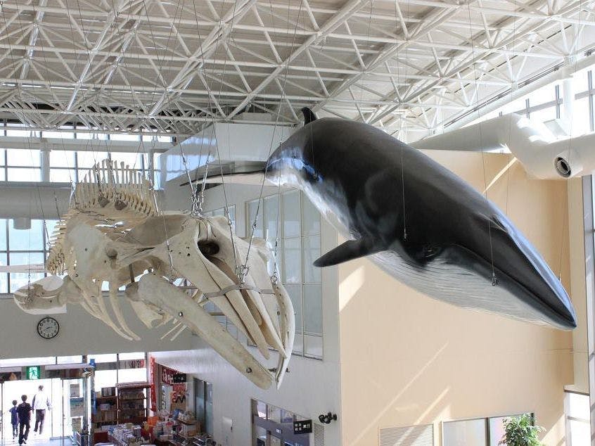 พิพิธภัณฑ์วาฬ (ขับรถจากโรงแรมประมาณ 40 นาที)