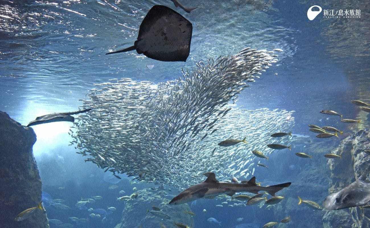 Shin-Enoshima Aquarium